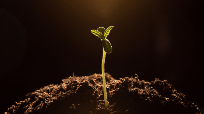 cannabis-plant-sprout-700x391.png