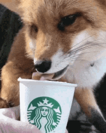 fox-cute.gif