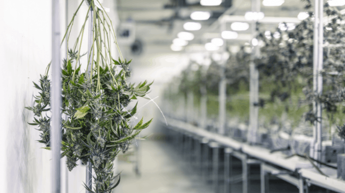 hang-drying-cannabis-700x391.png