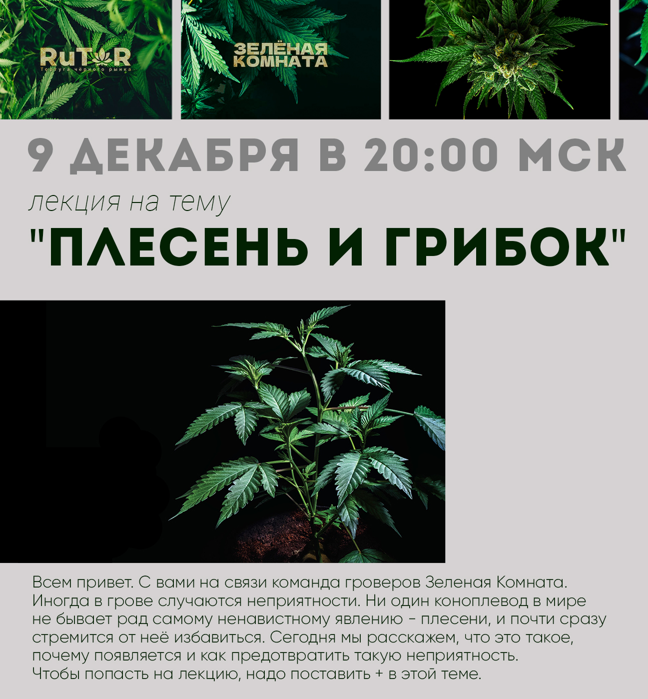 Плесень и грибок.jpg