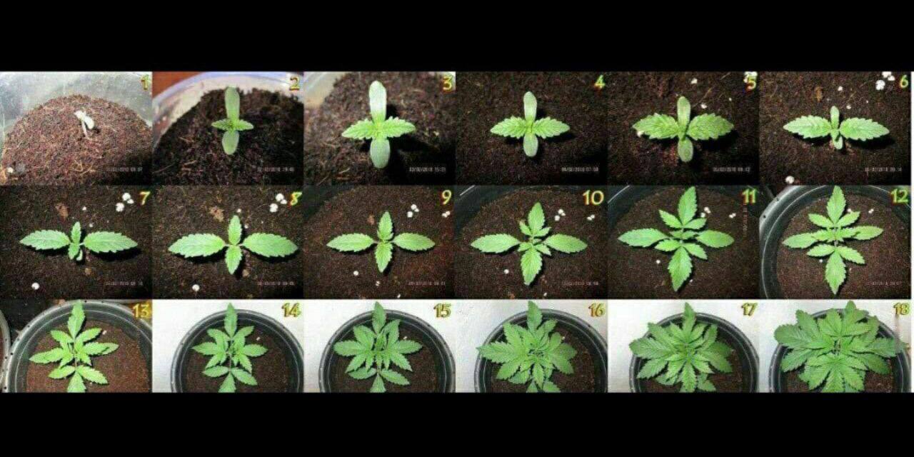 Стадии развития конопли.jpg