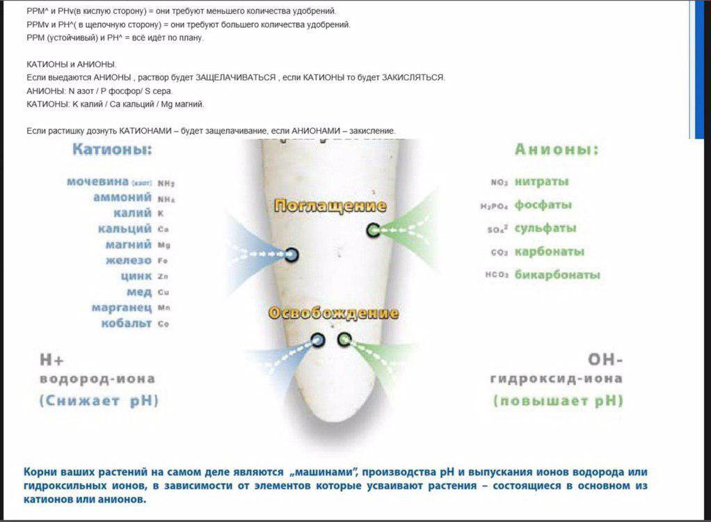 Устройство и работа корней.jpg